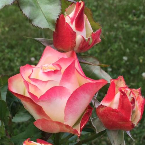 Shop, Rose Rosa Origami ® - bianco-rosso - rose floribunde - rosa dal profumo discreto - Michèle Meilland Richardier - ,-
